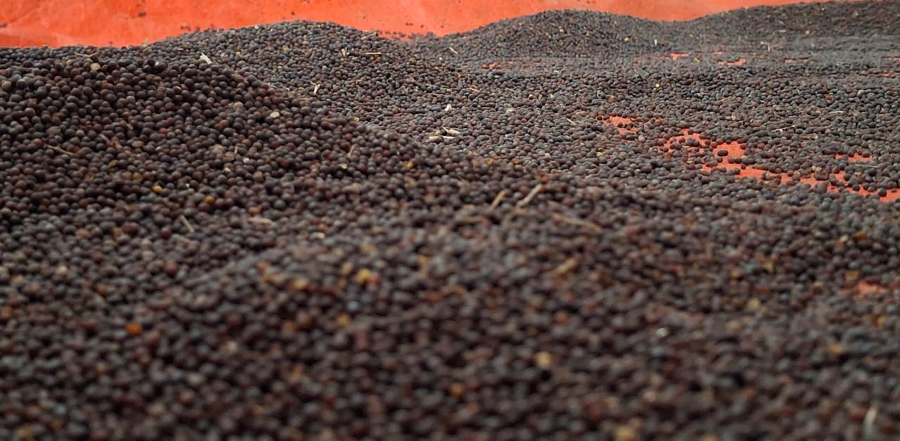 services-02 whatsapp-image-2025-08-01-at-13254-pm-1